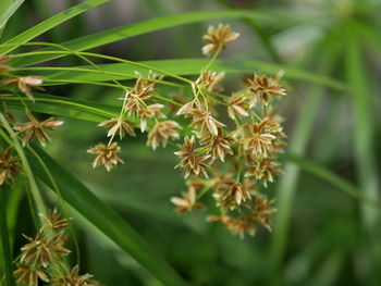 Close-up of flowering plant