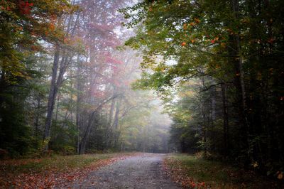 Road amidst trees in forest during autumn