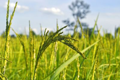 Close-up of stalks in field against sky