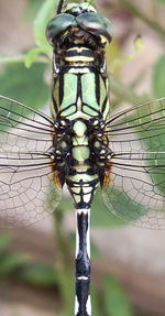 Close-up of dragonfly on plant