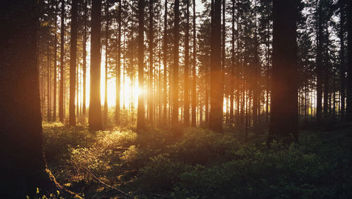 Sunlight streaming through trees in forest