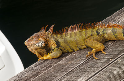 Close-up of iguana on wood