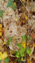 Close-up of butterfly on branch