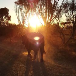 View of horse on field at sunset