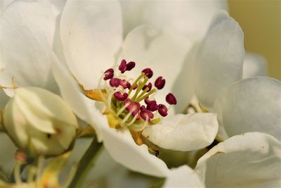 Close-up of fresh white flower bouquet