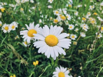 Close-up of white daisy flowers on field