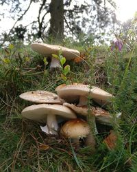 Close-up of mushroom on field