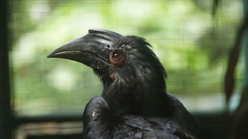 Close-up of a bird looking away