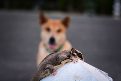 Little sugar glider with the dog