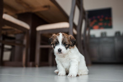 Cute puppy sitting on floor at home