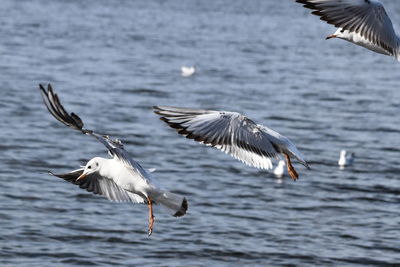 Seagulls flying over sea