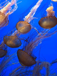 Close-up of jellyfish swimming in aquarium