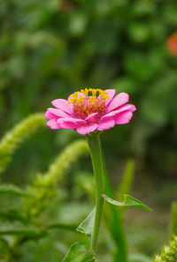 Close-up of pink flower