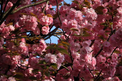 Low angle view of pink flowers blooming on tree