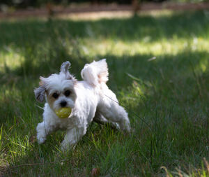 Portrait of white dog running on field