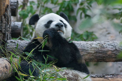 View of panda sitting on wood