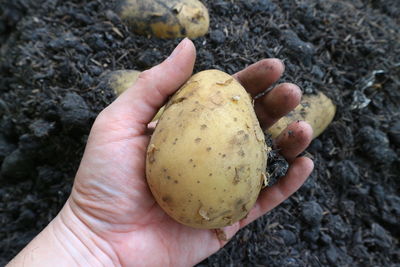 High angle view of hand holding potato