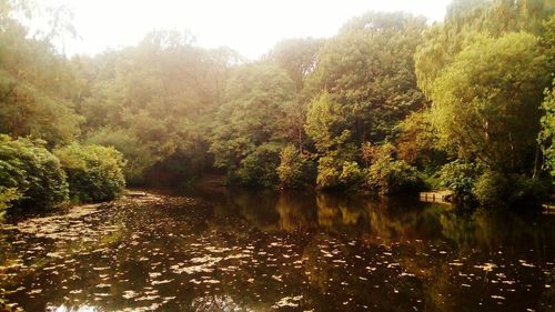 Scenic view of lake in forest