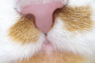 Close-up of cute and pink cat nose