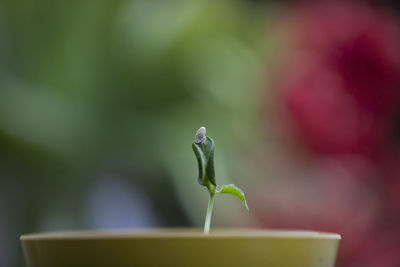 Close-up of plant growing outdoors