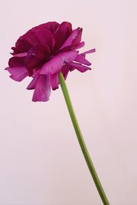 Close-up of pink flowering plant against white background