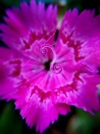 Close-up of pink flower