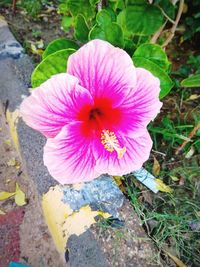 High angle view of pink flowering plant