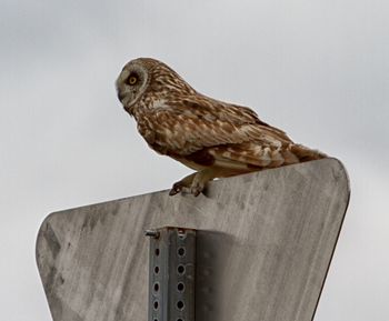 Owl perching on road sign against clear sky