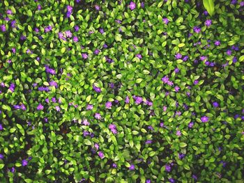 Full frame shot of purple flowers