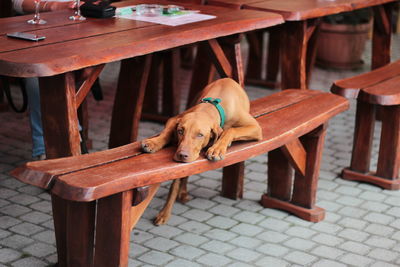 Portrait of dog sitting on table