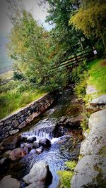 Scenic view of river amidst trees in forest