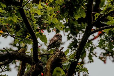 Low angle view of bird perching on tree