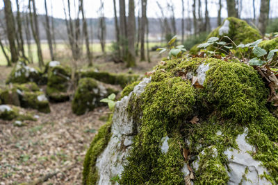 Close-up of moss growing on field