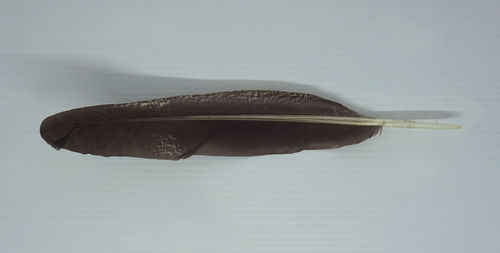 Directly above view of feather on table