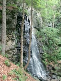 River flowing through rocks in forest