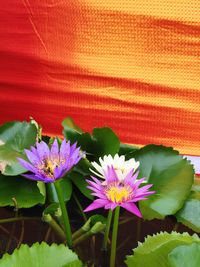 Close-up of lotus blooming outdoors