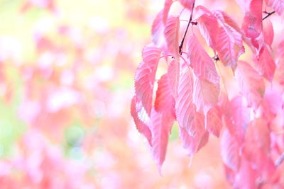 Close up of pink flowers