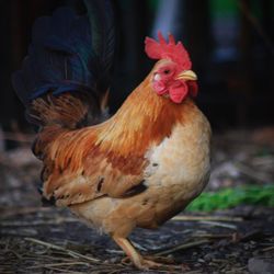 Close-up of rooster