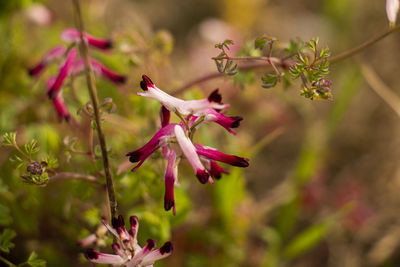 Close-up of pink flowering plant