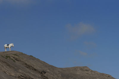 Low angle view of horse on mountain against blue sky