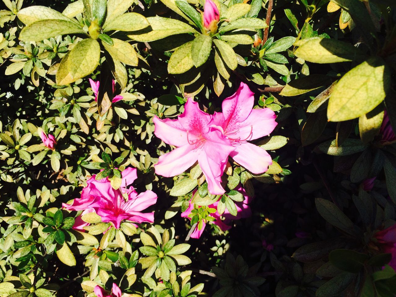 flower, freshness, leaf, growth, petal, fragility, pink color, beauty in nature, plant, nature, blooming, flower head, purple, green color, close-up, high angle view, in bloom, pink, park - man made space, outdoors