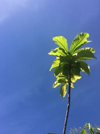 Low angle view of plant against blue sky