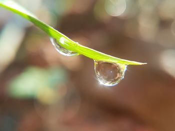 Close-up of green plant