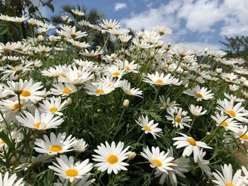 Close-up of white daisy flowers on field