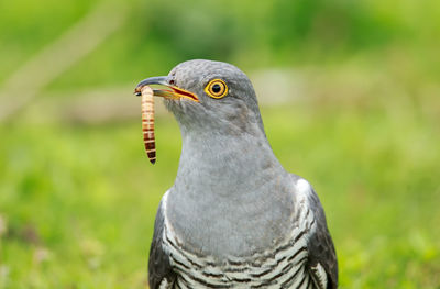 Close-up of a bird looking away