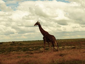 Giraffe standing on field against sky