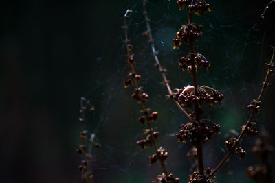 Close-up of flowers