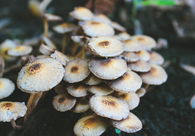 Close-up of mushrooms growing on tree