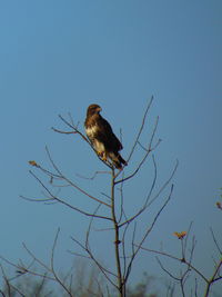 Bird perching on tree against clear sky