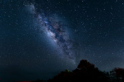 Low angle view of trees against sky at night